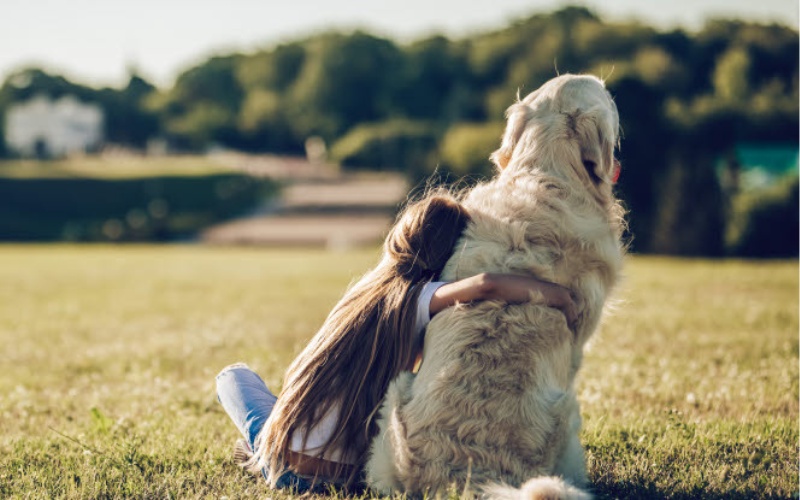 LAZZAWEB x Agria Dyreforsikring